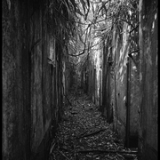 entrée des cellules