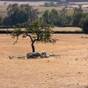 IMG 2737 copie